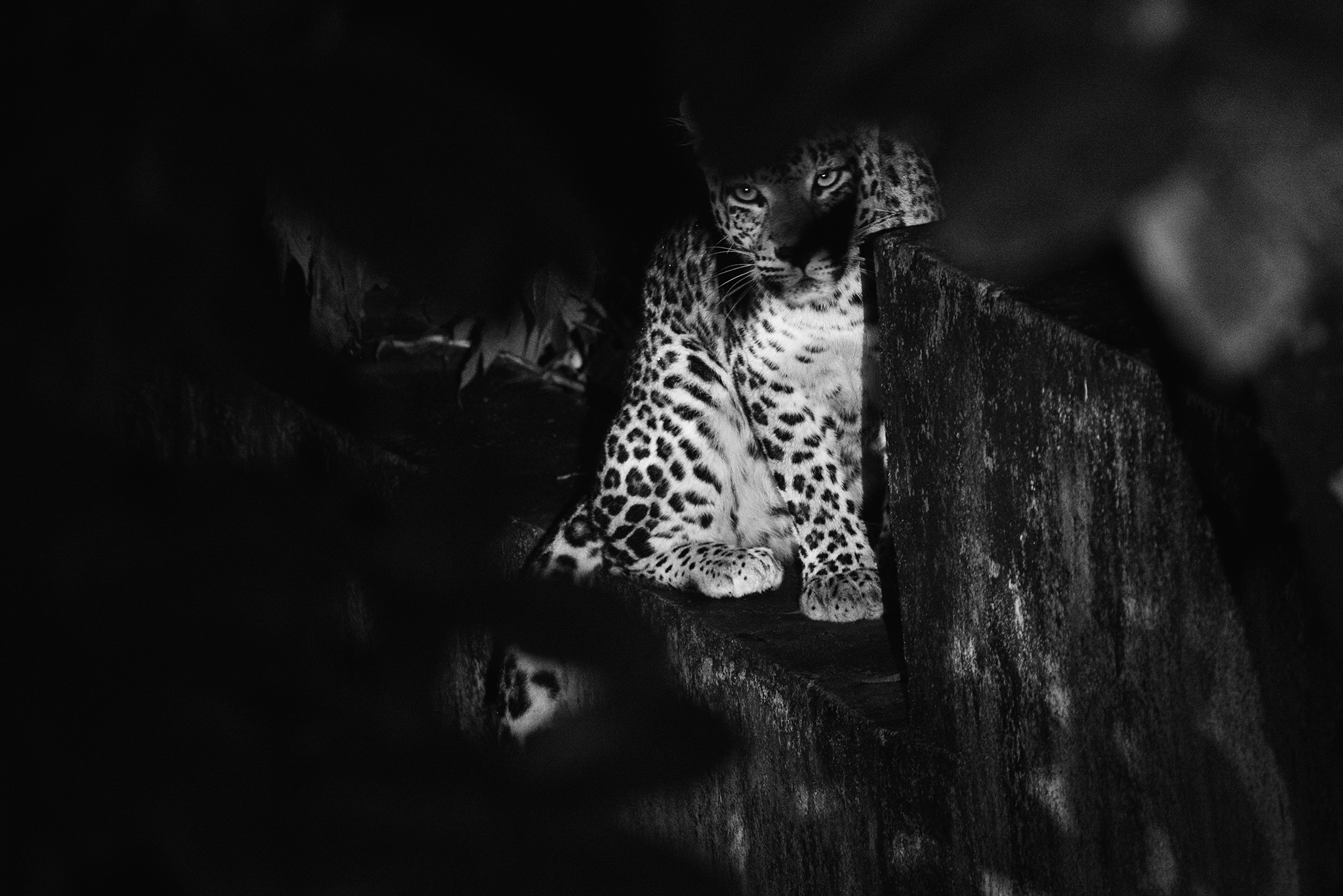 Leopard in human-use area_Ganesh Raghunathan